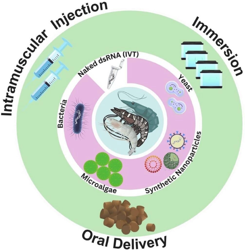 Administration routes and delivery systems for RNA molecules in shrimp aquaculture. Source: Pedrosa-Gerasmio et al. (2025); Fish & Shellfish Immunology, 167, 110877.