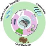 RNAi: la revolución silenciosa que busca proteger a los camarones de virus devastadores Vías de administración y sistemas de administración de moléculas de ARN en la acuicultura del camarón. Fuente: Pedrosa-Gerasmio et al. (2025); Fish & Shellfish Immunology, 167, 110877.