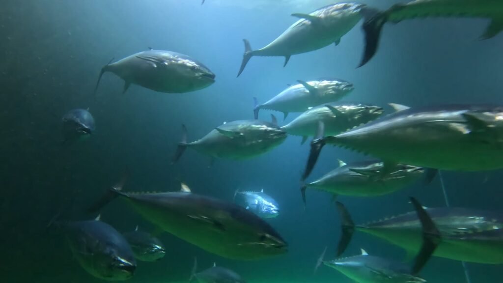 Reproductores del atún rojo del Atlántico (Thunnus thynnus). Cortesía: Dr. Fernando de la Gándara.