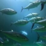 The future of Bluefin Tuna: From ICRA's reproductive feat to the challenges of its commercial farming Reproductores del atún rojo del Atlántico (Thunnus thynnus). Cortesía: Dr. Fernando de la Gándara.