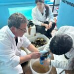 Liceo de Mehuín concreta primer desove productivo de Choro Zapato con apoyo de AquaPacífico Investigadores de AquaPacífico capacitan a escolares del Liceo Politécnico Pesquero de Mehuín en el desove del "choro zapato".