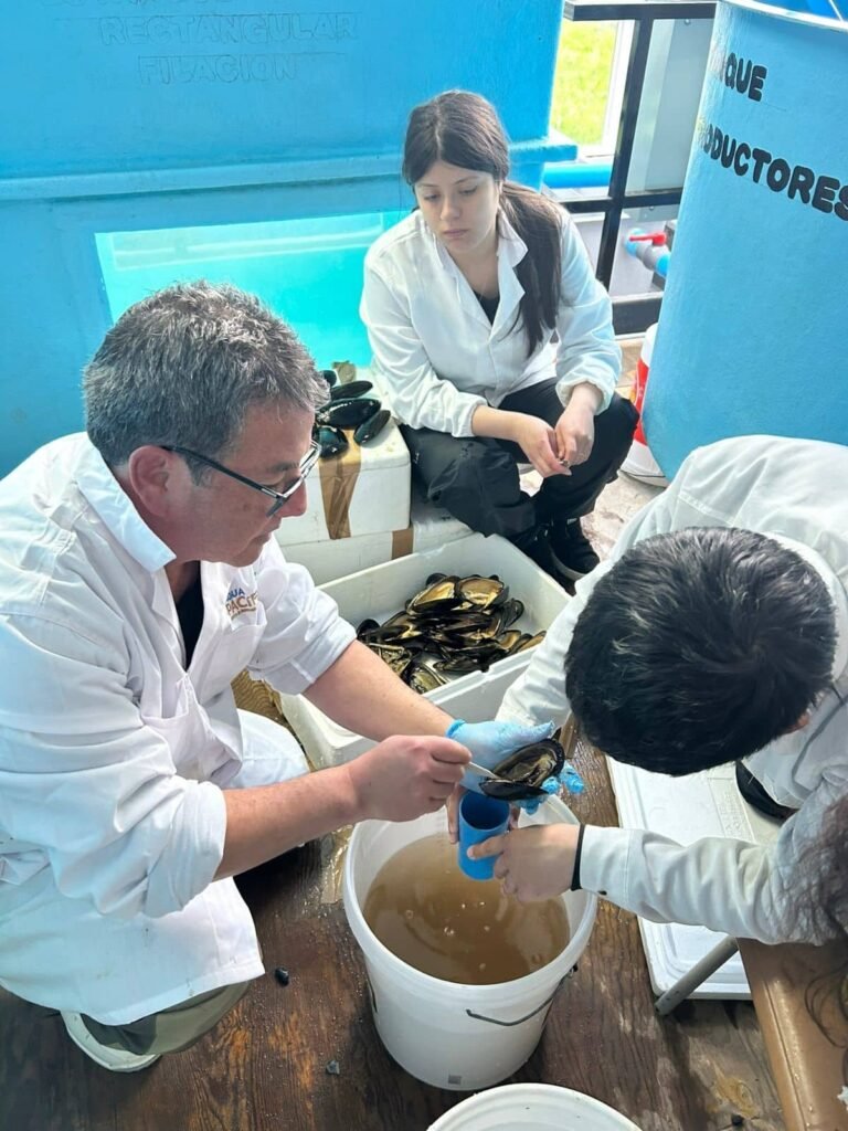 Investigadores de AquaPacífico capacitan a escolares del Liceo Politécnico Pesquero de Mehuín en el desove del "choro zapato".