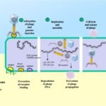 Fagoterapia en acuicultura: ¿Cómo se defienden las bacterias patógenas? Ciclo de vida de los fagos líticos y mecanismos de resistencia a los fagos. Fuente: Olymon et al. (2025); Aquaculture, 743192.
