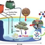 Cómo las nanoburbujas mejoran el sistema biofloc para el cultivo de tilapia Diseño de nanoburbujas de oxígeno puro en el BFT. Fuente: Gymnastiar et al., (2025); Chemosphere, 384, 144522.