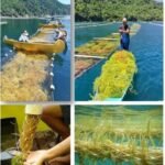 Factibilidad legal para una diversificación y escalamiento de cultivos de algas de Latinoamérica: el caso de Kappaphycus Método de cultivo en “Balsas Flotantes”.