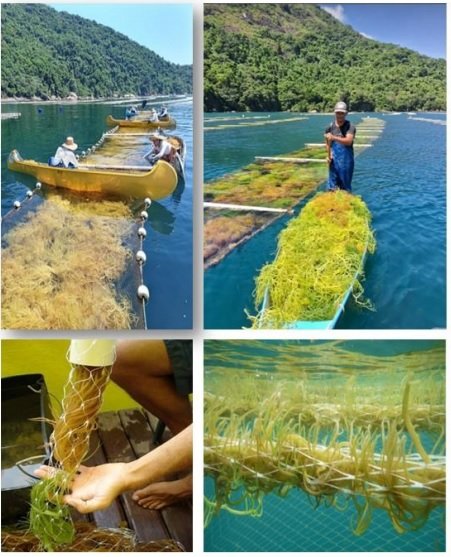 Método de cultivo en “Balsas Flotantes”.