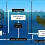 Optimizing salmon and kelp IMTA: Kelp seeding time is key Resumen gráfico. Fuente: Krupandan et al. (2026); Aquaculture, 613, 743299.