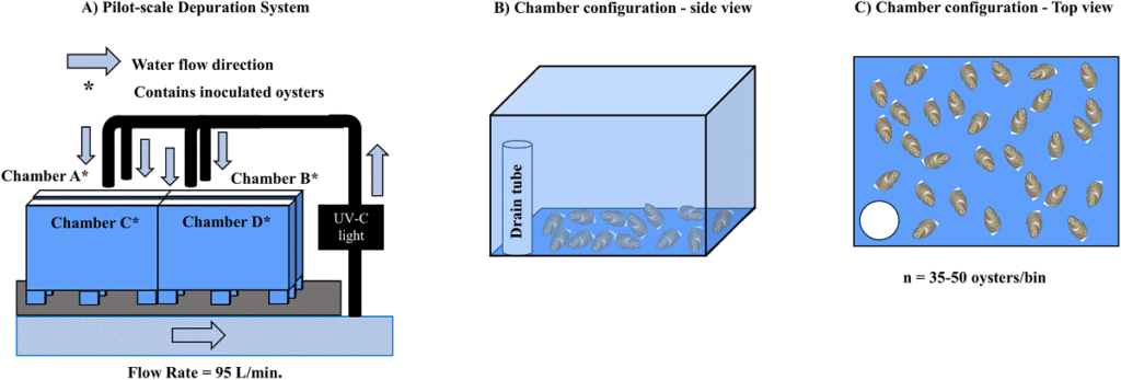 Configuración de prueba de depuración a escala piloto. Fuente: Lunda et al., (2025); PLoS One 20(10): e0334240.