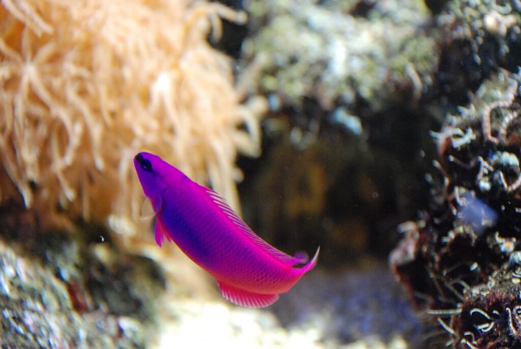 Orchid Dottyback (Pseudochromis fridmani). Fuente: Antonio Manfredonio from Napoli, Italia.
