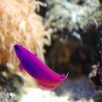 Orchid Dottyback (Pseudochromis fridmani): A guide to care, compatibility, and breeding “Orchid Dottyback” (Pseudochromis fridmani). Fuente: Antonio Manfredonio from Napoli, Italia.