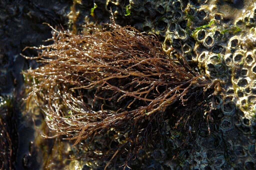Gracilaria. Source: MASH.