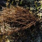 El biofilm microbiano: ¿Clave para la fertilidad en Gracilaria? Gracilaria. Fuente: MASH