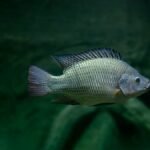 Cortesía: MSD Salud Animal.