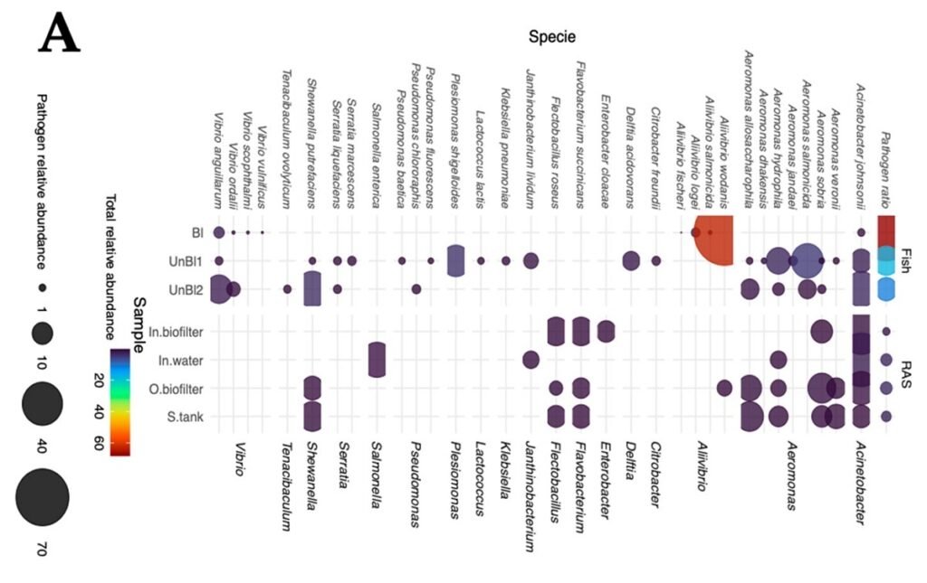 Composición patógena del microbioma presente en RAS. Fuente: Valenzuela-Miranda et al. (2025); Fishes, 10(10), 496.