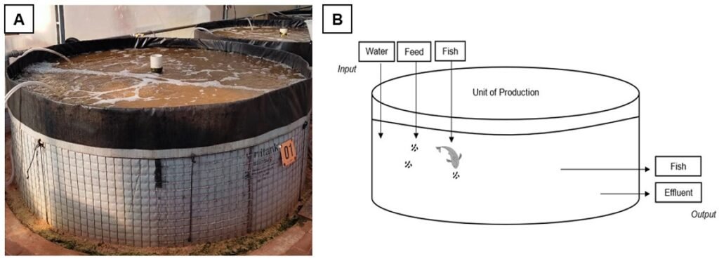 Unidad de producción que opera con un sistema de tecnología de biofloc (BFT) utilizado en el estudio (A), y representación esquemática del flujo de nutrientes utilizado para los cálculos del balance de masa (B). Fuente: Blatt et al., (2025); Sustainability, 17(13), 5670.