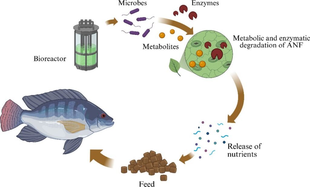 Principio de la fermentación en estado sólido en alimentos acuícolas. Fuente: Kalaiselvan et al. (2025); Frontiers in Marine Science, 12, 1669719.