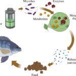 Cómo la fermentación en estado sólido mejora la nutrición en la acuicultura Principio de la fermentación en estado sólido en alimentos acuícolas. Fuente: Kalaiselvan et al. (2025); Frontiers in Marine Science, 12, 1669719.