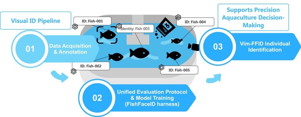 Descripción general del marco de identificación individual no invasivo basado en aprendizaje profundo para la evaluación de la actividad física: desde la adquisición de datos hasta la implementación del modelo. Fuente: Zhang et al. (2026); Aquaculture, 613, 743375.