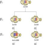 Macro y micro-hibridación: el futuro de la cría de peces Diagrama esquemático de las tecnologías de mejoramiento macrohíbrido. Fuente: Liu et al. (2026). Reviews in Aquaculture, 18(1), e70106.