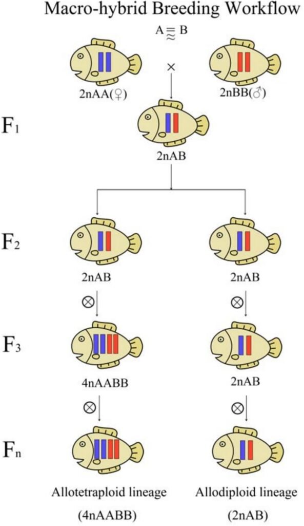 Diagrama esquemático de las tecnologías de mejoramiento macrohíbrido. Fuente: Liu et al. (2026). Reviews in Aquaculture, 18(1), e70106.