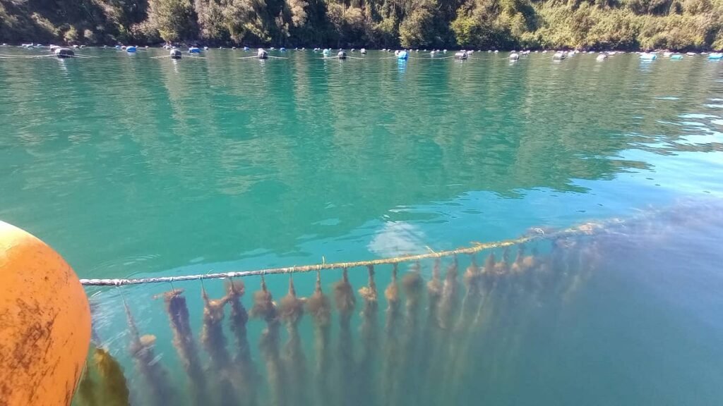 Línea de cultivo de choritos en Chile.