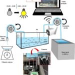 Diagrama esquemático que muestra la configuración de un “sistema de tanque aislado” para el monitoreo simultáneo del ARNe y el comportamiento de apareamiento. Fuente: Aminaka et al. (2025); Scientific Reports, 15(1), 1-14.