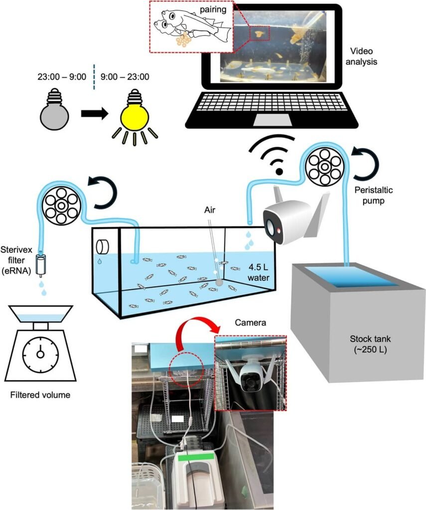 Diagrama esquemático que muestra la configuración de un “sistema de tanque aislado” para el monitoreo simultáneo del ARNe y el comportamiento de apareamiento. Fuente: Aminaka et al. (2025); Scientific Reports, 15(1), 1-14.