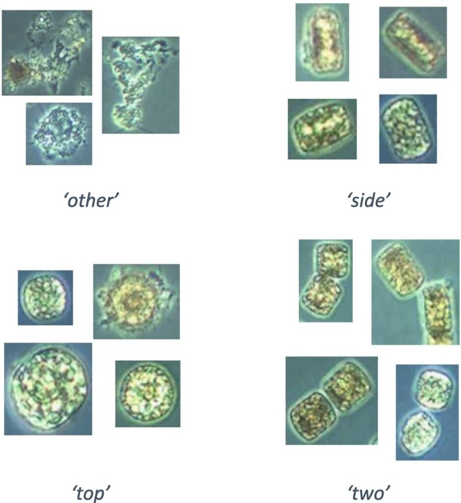 Imágenes de clases de microalgas con clases (definidas específicamente para la morfología de Porosira glacialis). Fuente: Popescu et al. (2025); Algal Research, 90, 104173.