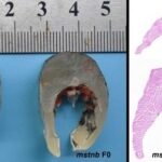 Los mutantes F0 mstnb de la carpa herbívora tienen músculos más gruesos. Crédito: Zhao et al., (2025), Reproduction and Breeding, 5(4), 163-170.