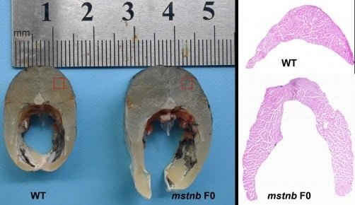 Grass carp mstnb F0 mutants have thicker muscle. Credit: Zhao et al., (2025), Reproduction and Breeding, 5(4), 163-170.