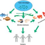 Exposición de los humanos a las toxinas marinas a través de diferentes vectores. Crédito: Madejska y Osek (2025). Toxins, 17(12), 589.