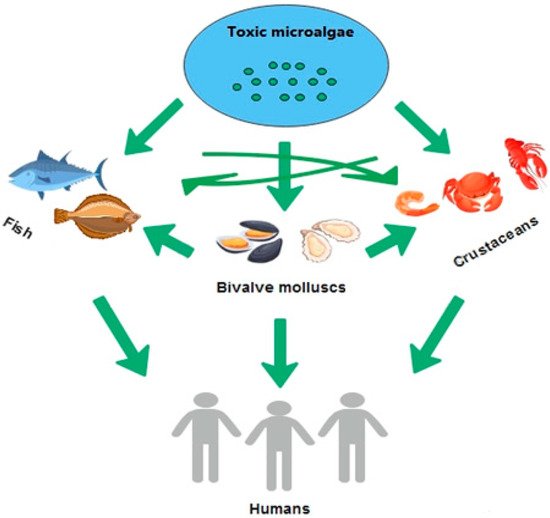Exposure of humans to marine toxins through different vectors. Credit: Madejska y Osek (2025). Toxins, 17(12), 589.