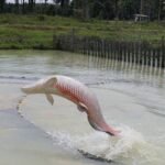 Embrapa utiliza Inteligencia Artificial para monitorear la reproducción del Arapaima La investigación adapta técnicas ya utilizadas en el análisis del comportamiento de roedores a la realidad de la acuicultura. Cortesía: EMBRAPA.