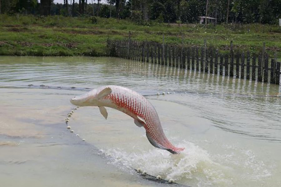 La investigación adapta técnicas ya utilizadas en el análisis del comportamiento de roedores a la realidad de la acuicultura. Cortesía: EMBRAPA.