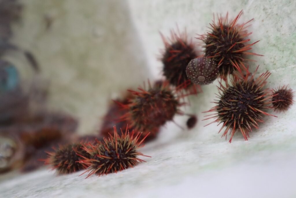 "Erizo rojo" Loxechinus albus. Fuente: AquaPacífico.