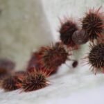 "Erizo rojo" Loxechinus albus. Fuente: AquaPacífico.