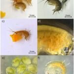 Pareja reproductora de Gammarus locusta alimentándose de guisante (a) y pareja reproductora de Marinogammarus marinus (ejemplares machos sobre hembras) (b); G. locusta alimentándose de zanahoria (c); G. locusta ovígera incubando embriones en la bolsa abdominal ventral (marsupio) (d); embriones de G. locusta (e); y G. locusta neonato capaz de alimentarse de forma independiente inmediatamente con el mismo alimento suministrado a sus congéneres adultos (f). Fuente: Calado et al. (2025); Frontiers in Marine Science, 12, 1697384.