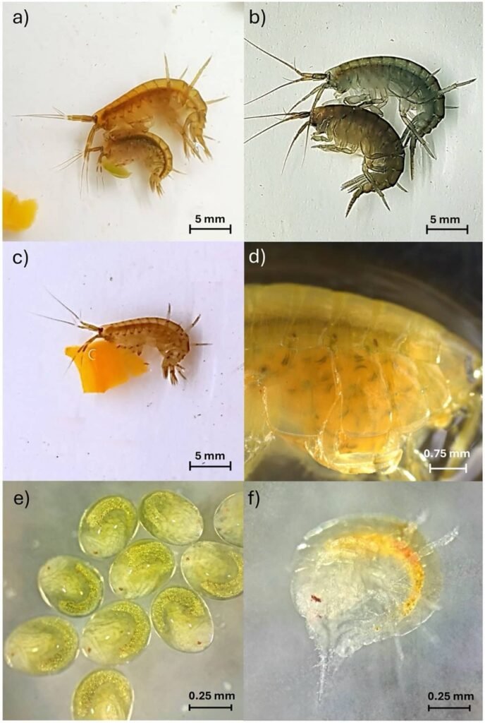 Breeding pair of Gammarus locusta feeding on pea (a) and breeding pair of Marinogammarus marinus (male specimens on top of females) (b); G. locusta feeding on carrot (c); Ovigerous G. locusta incubating embryos in ventral abdominal pouch (marsupium) (d); G. locusta embryos (e); and neonate G. locusta immediately able to feed independently on the same feed supplied to adult conspecifics (f). Source: Calado et al. (2025); Frontiers in Marine Science, 12, 1697384. 