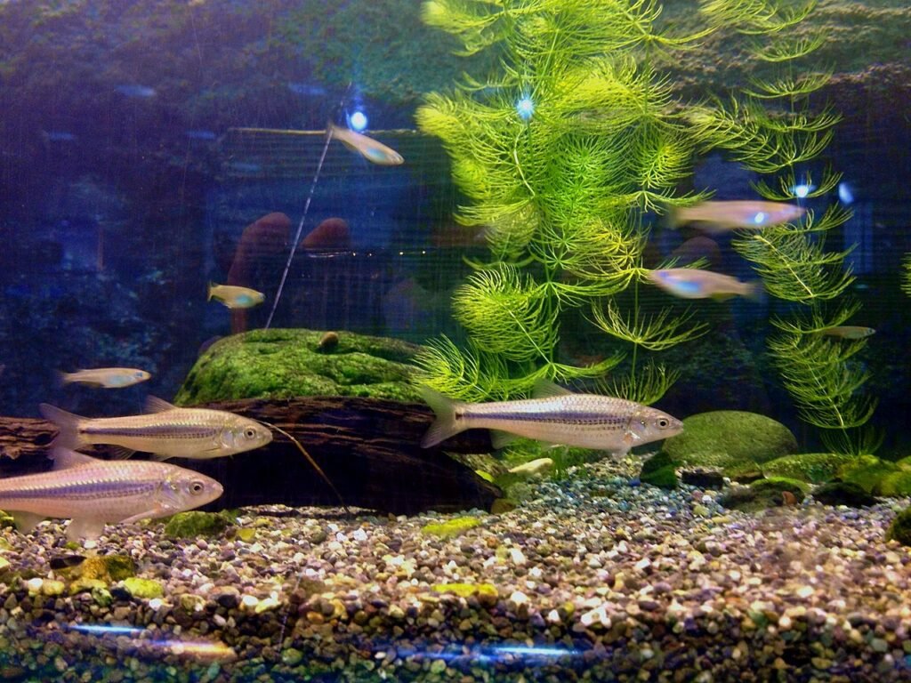 Peces medaka (Oryzias latipes) en exhibición en la "Casa Mundial Medaka" en el Zoológico y Jardín Botánico Higashiyama. Fuente: KKPCW.