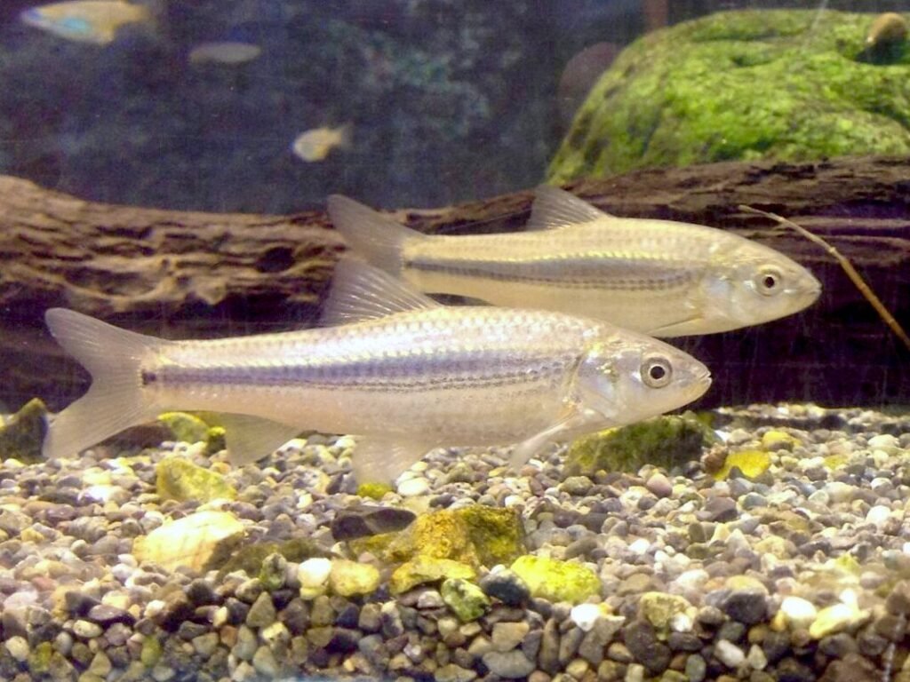 Medaka japonés (Oryzias latipes) en exhibición en la "Casa Mundial Medaka" en el Zoológico y Jardín Botánico Higashiyama. Fuente: KKPCW.