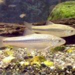 A Comprehensive Guide to the Medaka (Oryzias latipes): Biology, Advanced Husbandry, and Scientific Significance Peces medaka