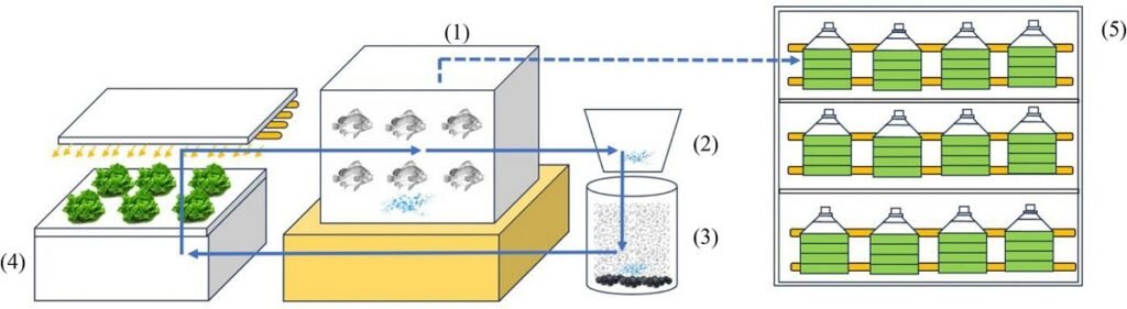 Diágrama esquemático del sistema acuapónico empleado en la investigación. Fuente: Doctolero et al. (2026); Aquaculture, 612, 743277.