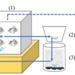 Diágrama esquemático del sistema acuapónico empleado en la investigación. Fuente: Doctolero et al. (2026); Aquaculture, 612, 743277.