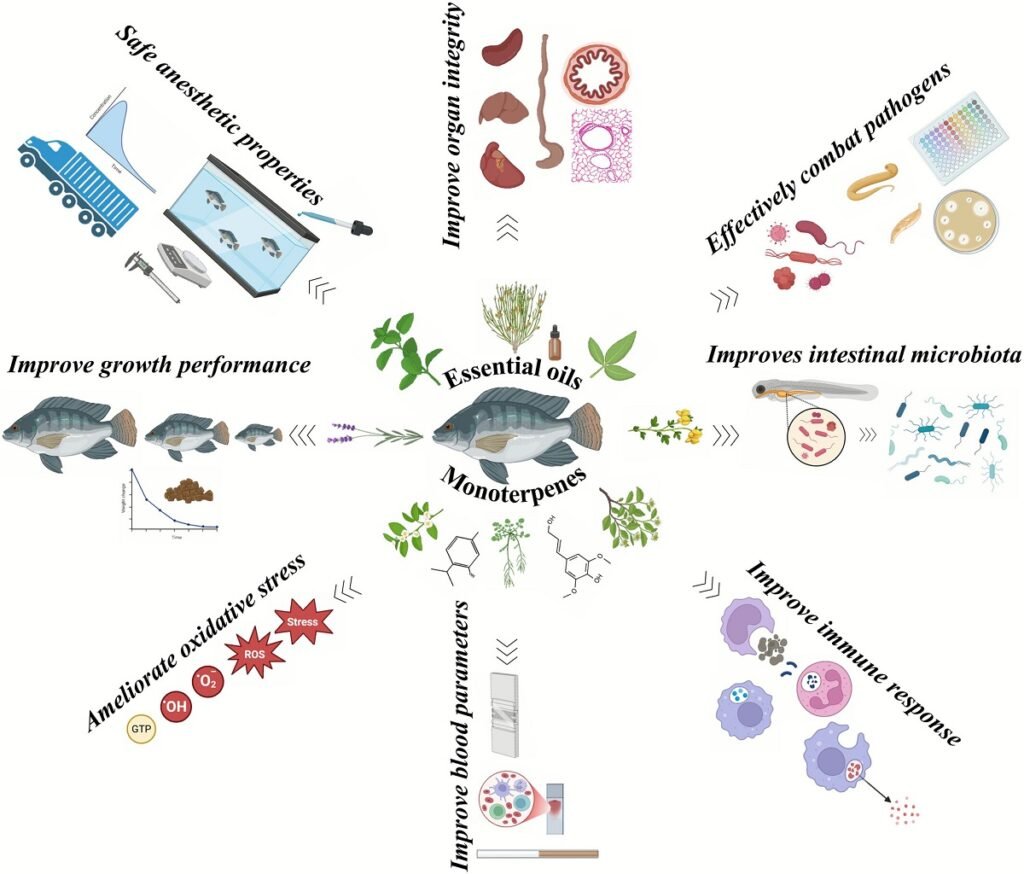 Key effects of essential oils and monoterpenes in aquaculture. Source: Batista et al. (2026); Reviews in Aquaculture, 18(1), e70124.