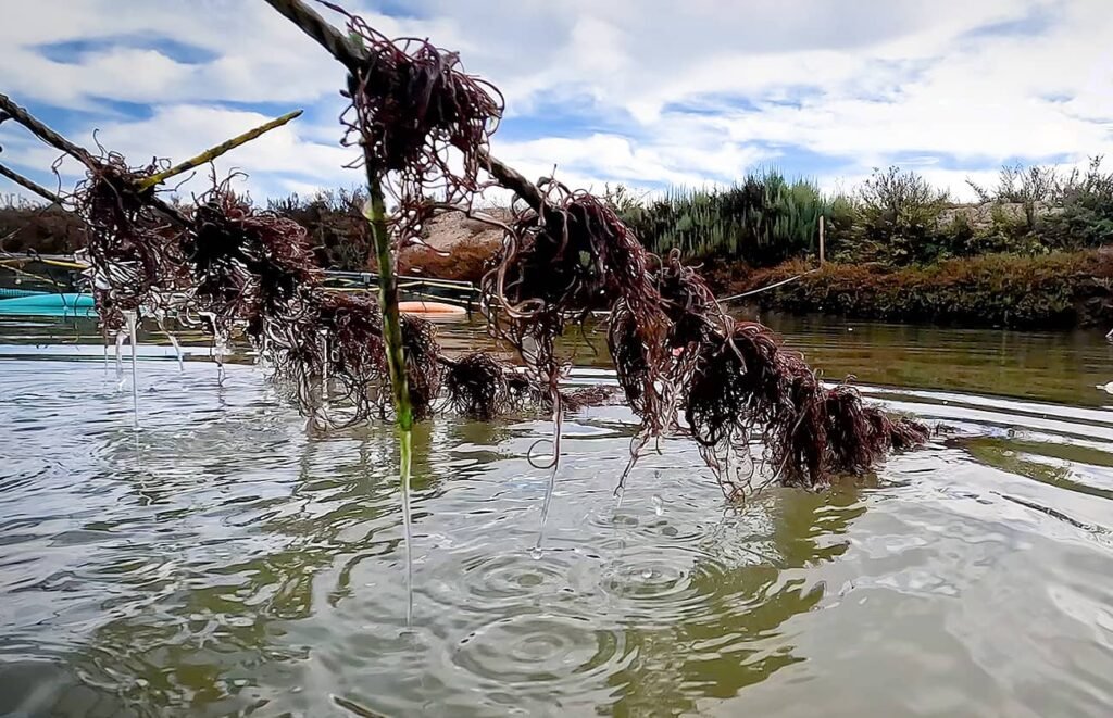 Alga Gracilaria en esteros de Cádiz.