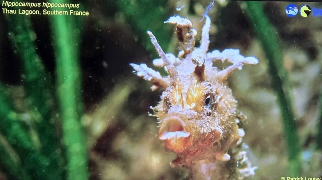 Ejemplar de Hippocampus hippocampus tomada en Thau Lagoon, en el Sur de Francia.