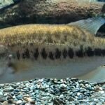 Trends in Largemouth Bass (Micropterus salmoides) Aquaculture: Production and Scalability "Lobina negra", "lubina de boca grande" o "perca atruchada" Micropterus salmoides. Fuente: Totti.