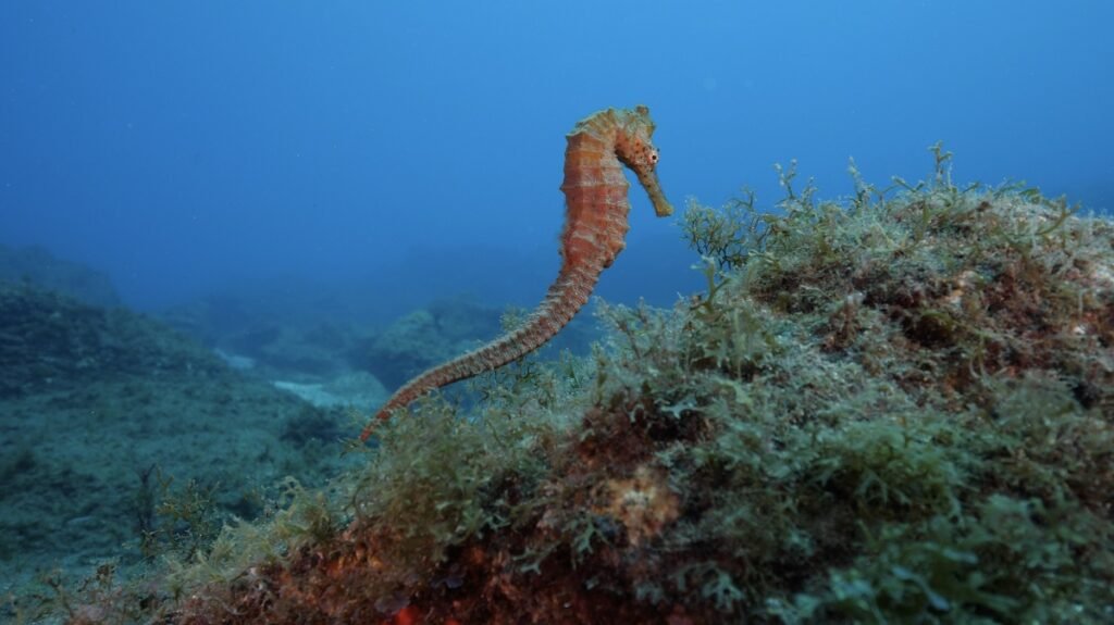 Caballito de Ma. Cotesía: Felipe Ravina.