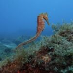 Caballito de Ma. Cotesía: Felipe Ravina.