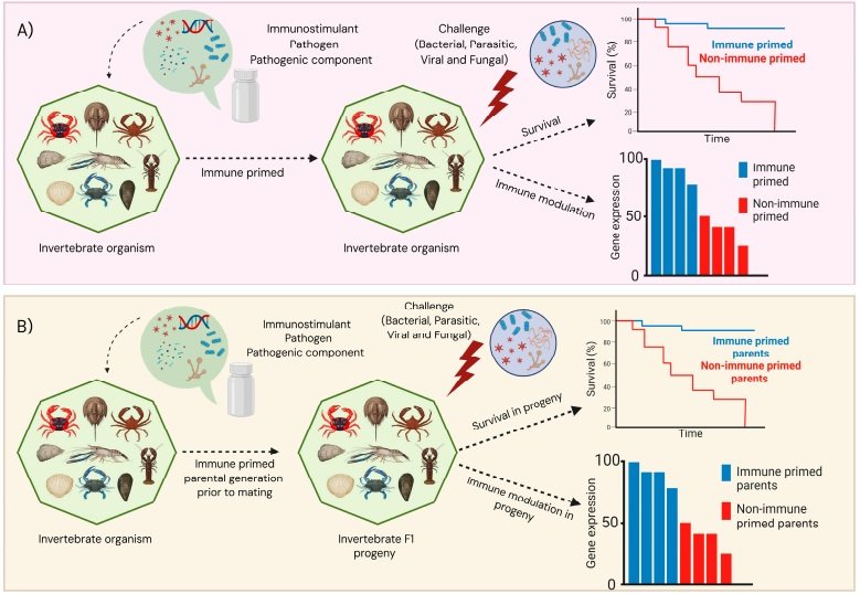 Diagrama de flujo de experimentos de (A) cebado inmunológico y (B) cebado inmunológico transgeneracional en especies de invertebrados acuáticos de moluscos y crustáceos. Fuente: Ackerly et al. (2026). Pathogens, 15(168), 1-55.